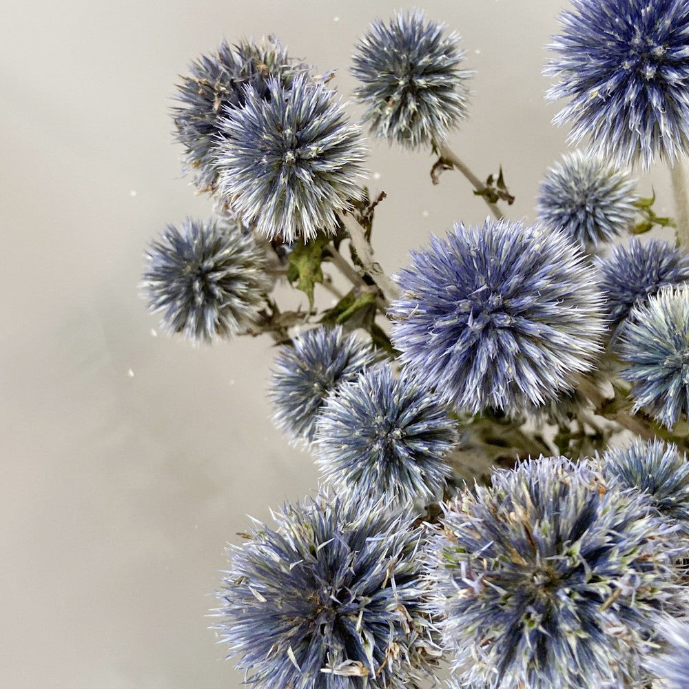 Dried Flower Blue Planet Home Decoration