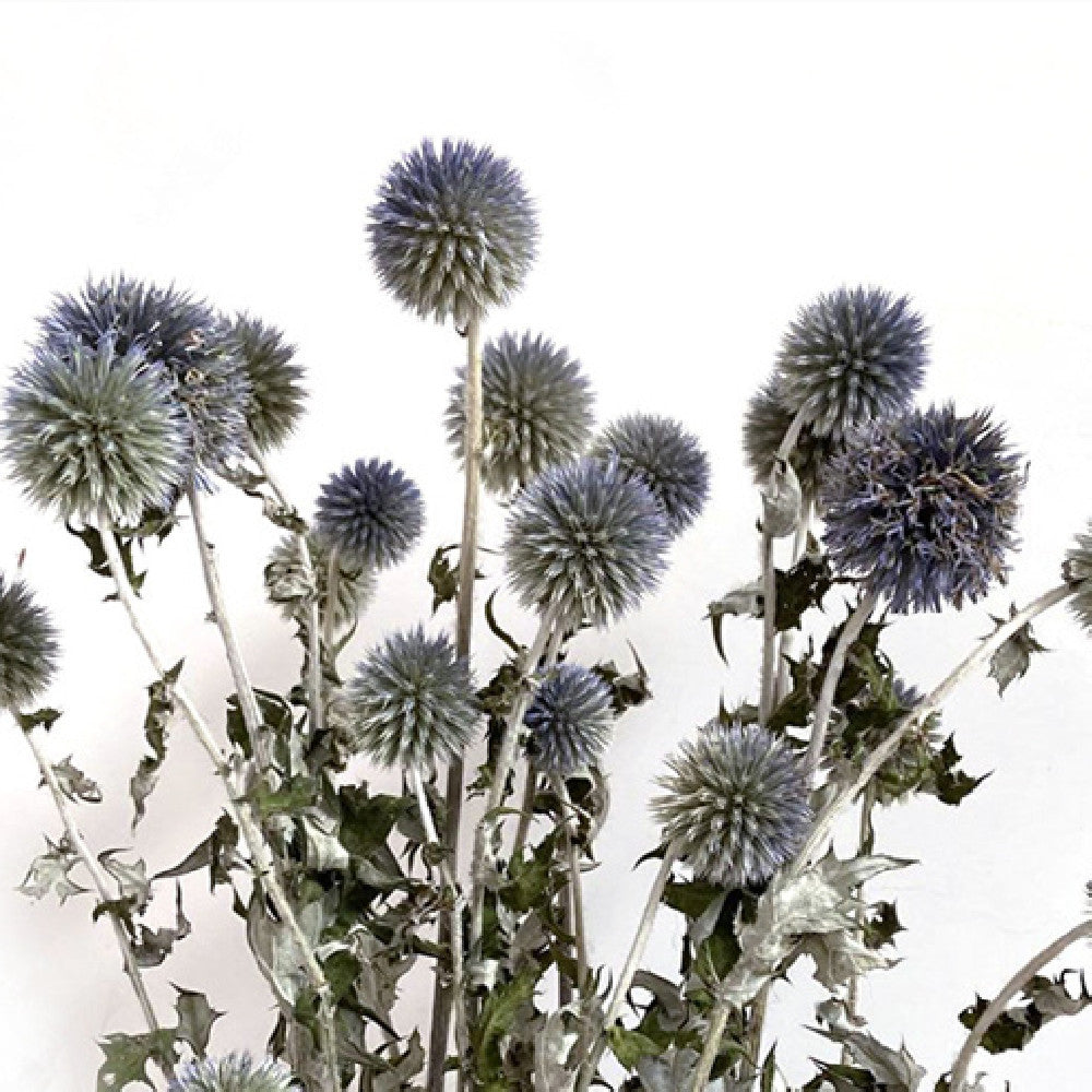 Dried Flower Blue Planet Home Decoration