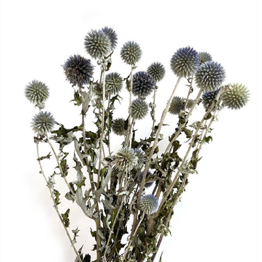 Dried Flower Blue Planet Home Decoration