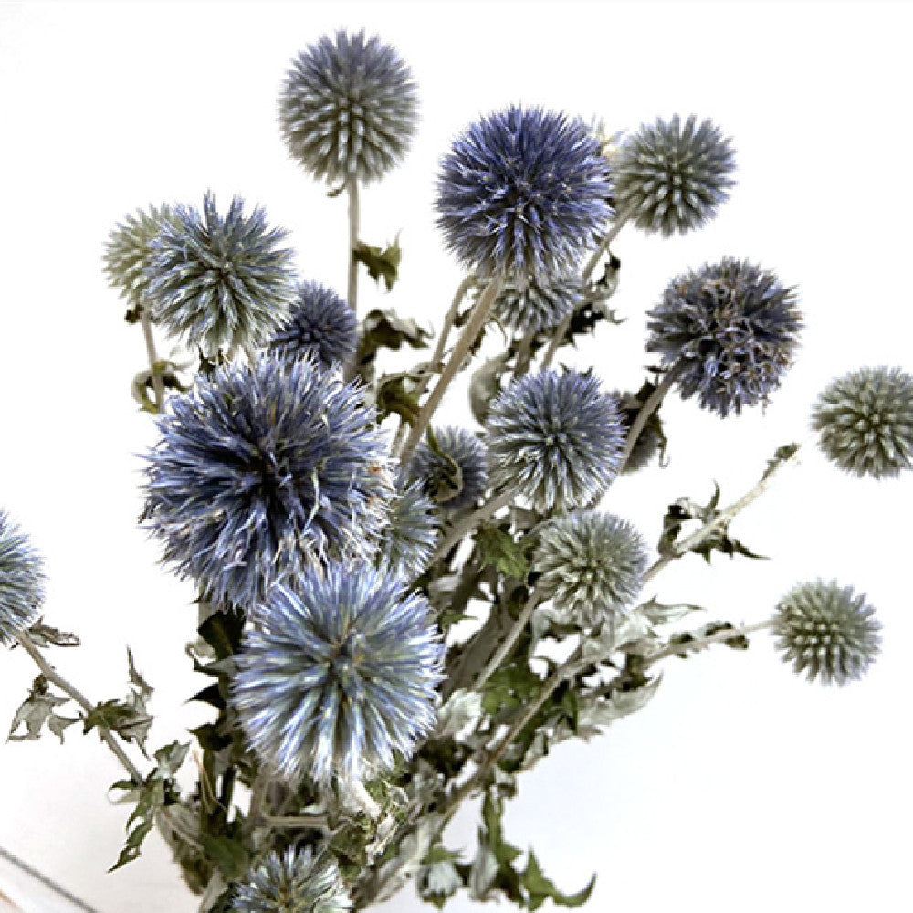 Dried Flower Blue Planet Home Decoration